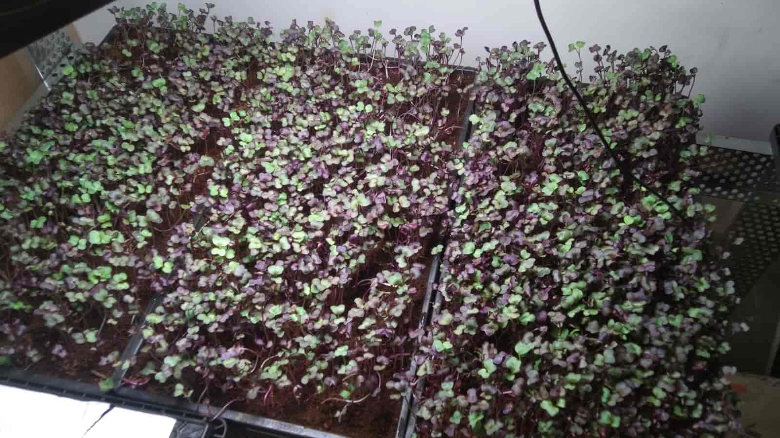 Dense microgreens — grown under automated light & irrigation