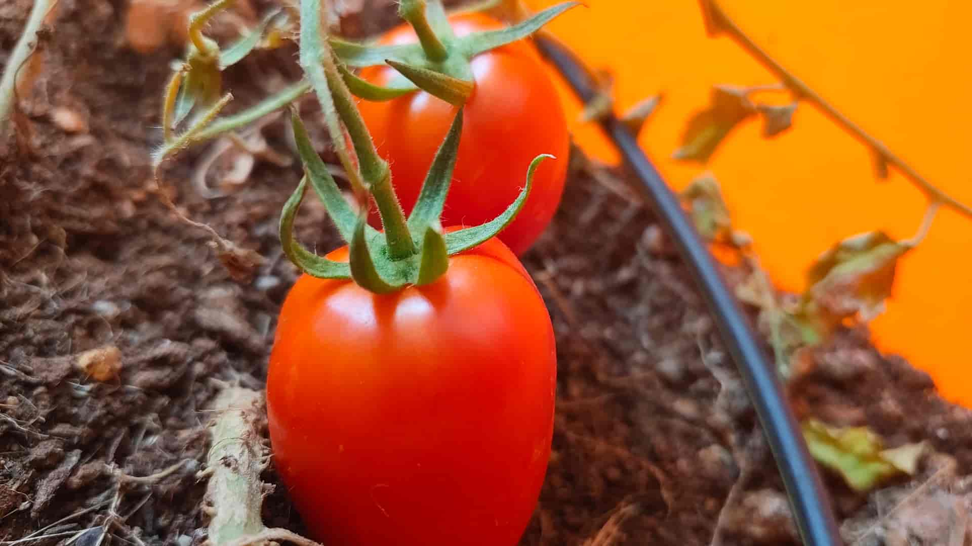 Tomatoes grown inside NutriTech's drip-irrigated controlled setup